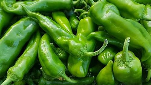 Semi di Peperone Friariello Barese, Varietà Pugliese ottimo anche fritto Friariello pepper seeds Friariello-Pfeffersamen