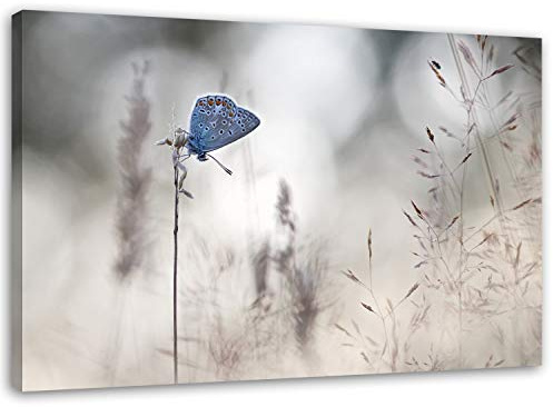 Feeby. Wandbild - 1 Teilig - 60x80 cm, Leinwand Bild Leinwandbilder Bilder Wandbilder Kunstdruck, SCHMETTERLING, NATUR, GRAU, BLAU