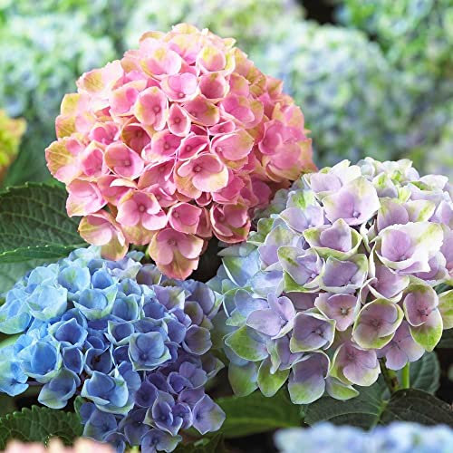 Ortensia Hydrangea pianta in vaso ø18 cm COLORI MISTI