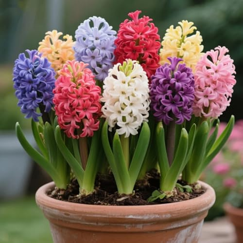 Rizomas de jacinto perennes resistentes- rizomas de jardín perennes- jacinto raras para plantar en el jardín-5 Rizomas-F