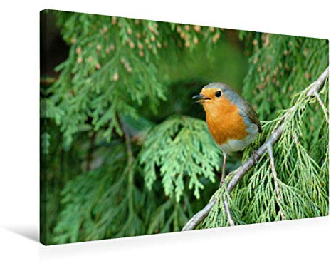 Premium Textil-Leinwand 75 x 50 cm Quer-Format Das Rotkehlchen, singt uns ein Lied | Wandbild, HD-Bild auf Keilrahmen, Fertigbild auf hochwertigem Vlies, Leinwanddruck von Rufotos