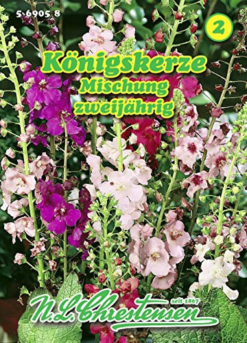 Verbascum phoeniceum, Königskerze, Mischung N.L.Chrestensen Samen