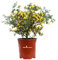Pianta di Calicotome Spinosa Pianta di Sparzio Spinoso Pianta di Ginestra Spinosa pianta da esterno pianta da giardino pianta vera di Calicotome pianta ornamentale venduta da eGarden.store