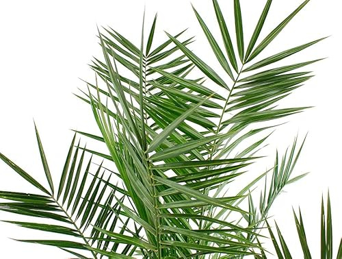 Palma Canaria Natural Árbol deExterior de Gran Envergadura
