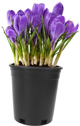 UKCOCO 5pezzi in Plastica Secchio Rotondo Per Vasi Da Balcone Per Piantare Alberi Capacità Colore