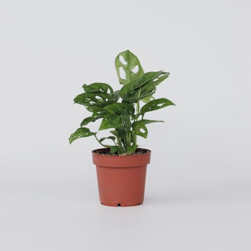 Monstera Monkey Mask - Planta agujero de arruga - 25-30cm - Ø12cm - Planta de interior - Hojas perennes