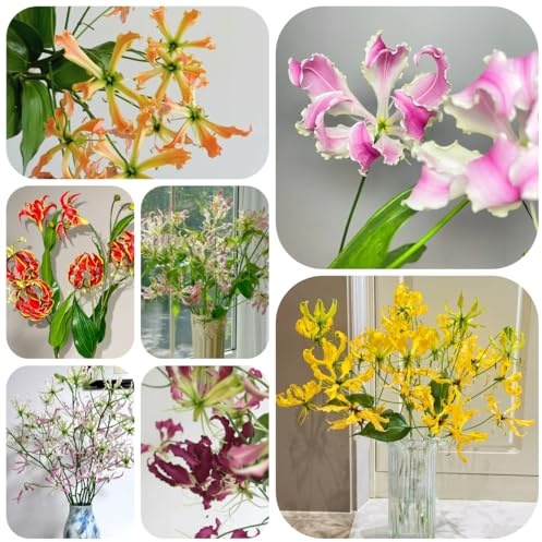 5bulbi di giglio di fiamma resistenti, balconi di giglio torcia, mini giardino to perenne, crescita decorativi