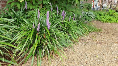 Lilientraube Liriope muscari 'Ingwersen', 10-25cm, Ø9cm, 6 Pflanzen | Bodendecker, Immergrün, Violette Blüten, Winterhart, Pflegeleicht