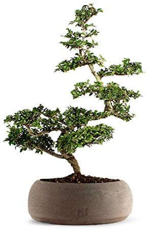 Bonsai di Zelkova Altezza 40 cm, Pianta Vera, per Interno ed Esterno, Vaso Artigianale di Terracotta - Marrone