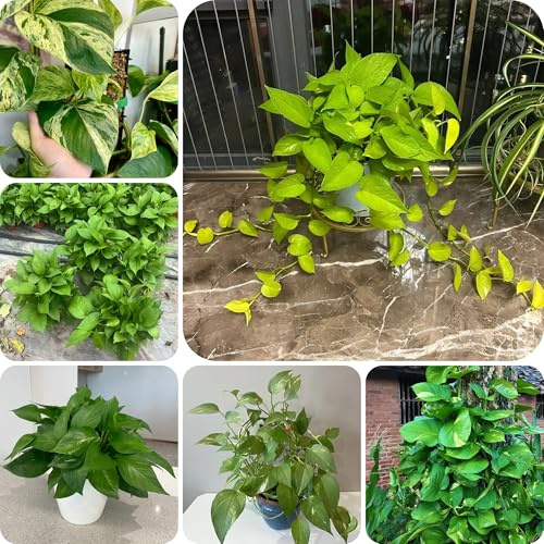 semillas de hiedra semillas de hiedra para planta de interior plantas resistentes en macetas semillas de techo verde Planta de maceta para decoración de plantas plantas verdes Balcón 150pcs