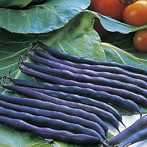 Bolly Bulbs® - Dwarf French Beans 'Purple Teepee' (25 Seeds)