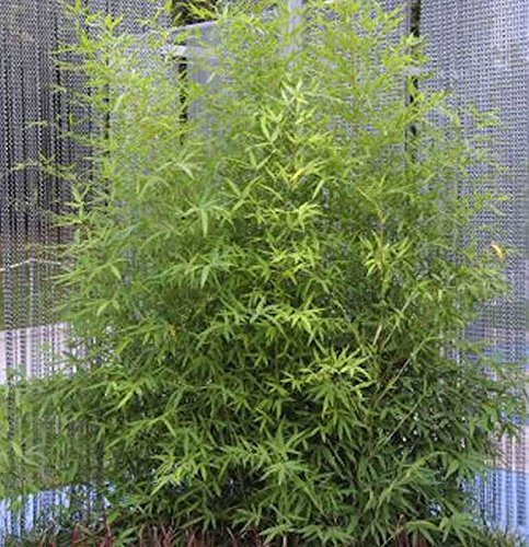 Gartenbambus 100-125cm - Phyllostachys bissetii - lebende Gartenpflanze aus den Baumschulen