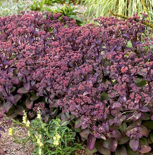 Große Fetthenne Seduction Cherry Chocolate - Sedum telephium - lebende Gartenpflanze aus den Baumschulen