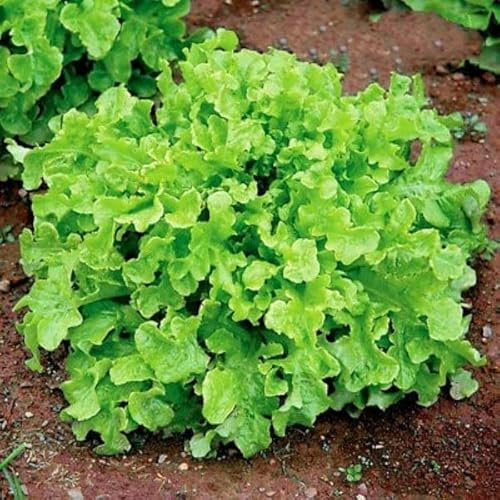 Buy4seeds Vegetable - Italian Lettuce - Green Salad Bowl - 900 Seeds