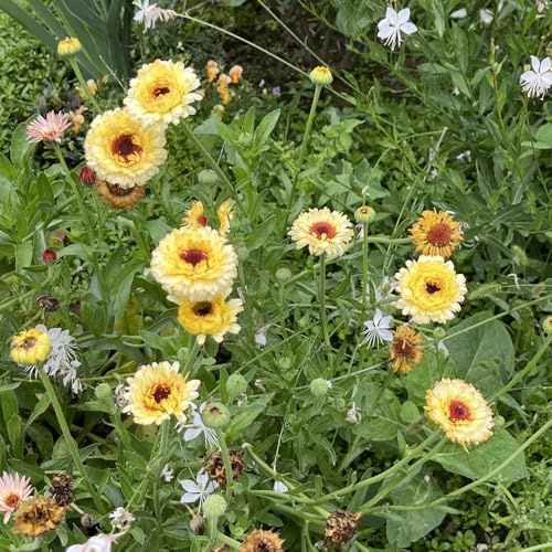 semi Calendula officinalis - giardino ombra, resistente selvatica di ufficio Copertura resistente decorazione balcone serra 150pcs