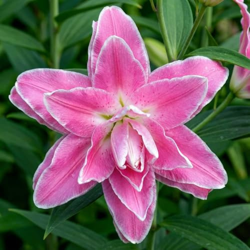 Bulbes de Lys Lotus Rose Doublés - Lys Bulbes - 10 Bulbes de Fleurs à Planter Exterieur - Plantes Vivaces Exterieur - Naturelle Plantes de Hollande (gros bulbes, pas de graines) ielle)