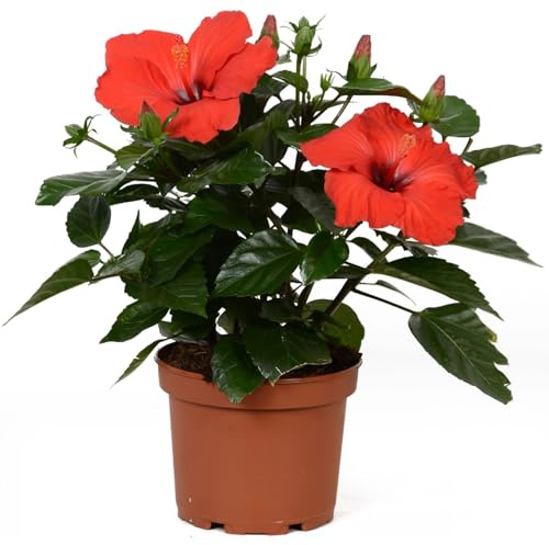 Rosa de China Viva Planta Natural con Floración Abundante Ideal para Balcones y Jardines