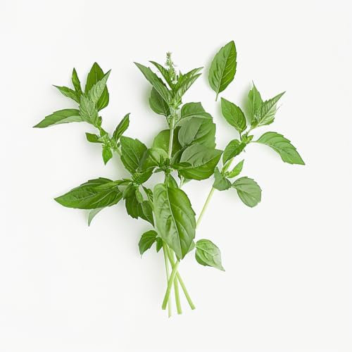 150 Semillas de Albahaca Limón - SemiSauvage Permacultura