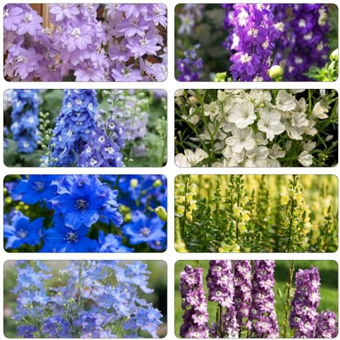rittersporn sommerblumen blumenwiese herbstaussaat mehrjährig büropflanzen blumenbeet balkon blumensaat blumenstauden winterhart balkonpflanze dekopflanze wildblumen balkonblumen 1000samen