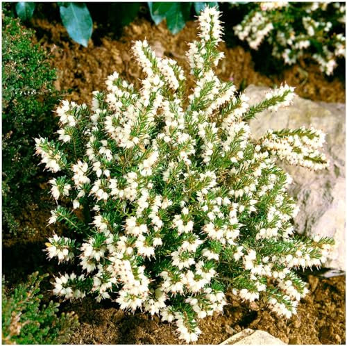 GrowOn Shrubs [x4] Heather Erica x Darleyensis 'Silver Beads' (Silberschmelze) | Multi-Pack | Evergreen Shrubs | Outdoor Garden Ready Plants | Winter to Spring Flowering | White Flowers