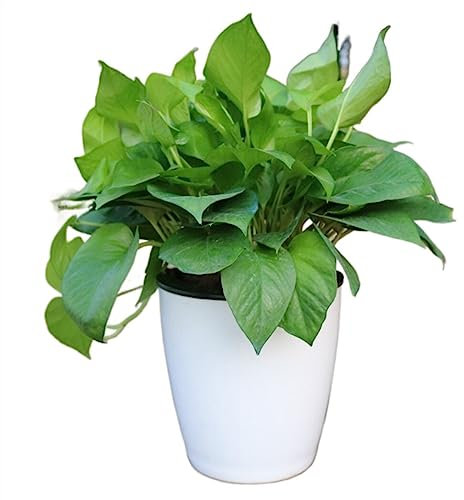 Blumenübertopf Blumentöpfe, automatisch, saugfähig, mit Baumwollseil, Blumentöpfe, Kunststoff, reinweiß, Innen- und Außentöpfe, Garten, Innen-Grünpflanzen, Pflanzgefäße Pflanzkübel (Color : L 13x14CM