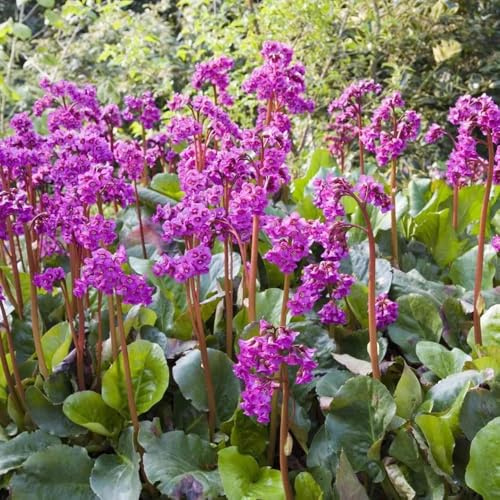 Semi resistenti di Bergenia - Bergenie decorazione del balcone da giardino, selvatici esterno 200pcs