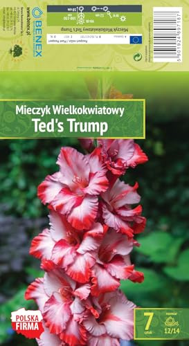 AGRONOM | GLADIOLOS - TED'S TRUMP | Bulbos de flores perennes | Flores rosas | Cultivadas en jardines de flores y céspedes floridos | 7 bulbos