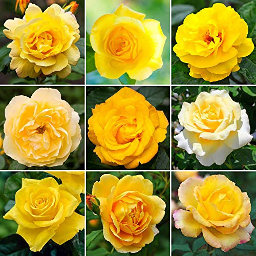 GardenersDream Yellow Rose Bush Potted - Outdoor Garden Plants Ready to Plant - Climbing Roses for Garden with Fragrant Flower Rose Trees - Colourful Roses for Outdoor Gardens - (20-50cm Incl. Pot)