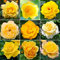 GardenersDream Yellow Rose Bush Potted - Outdoor Garden Plants Ready to Plant - Climbing Roses for Garden with Fragrant Flower Rose Trees - Colourful Roses for Outdoor Gardens - (20-50cm Incl. Pot)