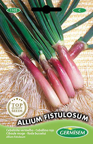 Germisem Allium Fistulosum Semi di Erba Cipollina Rosso 2 g
