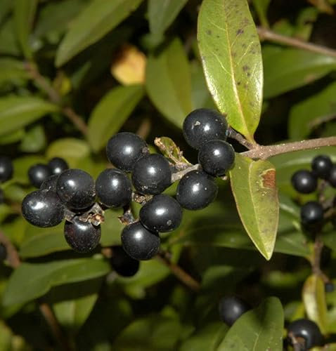 Schwarzgrüner Liguster 60-80cm - Ligustrum vulgare