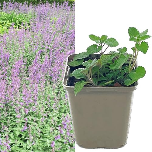 Katzenminze blau violett 1 Stück | Nepeta faassenii von Intragarten blühend im Topf | Katzen Minze Pflanze Katzenkraut Katzenwohl