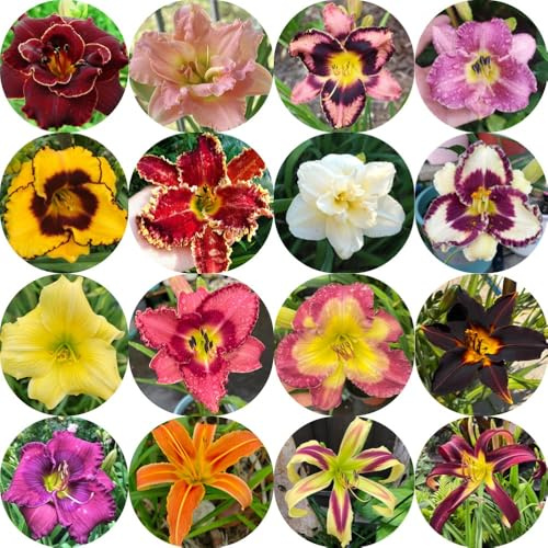 Taglilien, Hemerocallis fulva, seltene wildblumensamen blumensamen exotische gartendeko für draußen blumenwiese garten 2500Samen