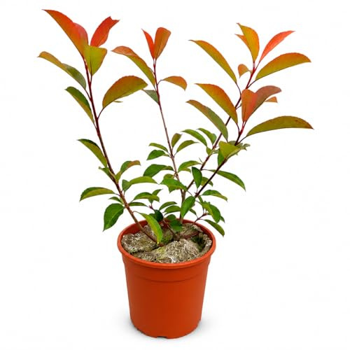 Photinia Red Robin Pianta Vera in Vaso 18 cm | Pianta Ornamentale da Esterno Sempreverde | Foglie Rosse Decorative | Ideale per Giardino, Siepi e Terrazzi