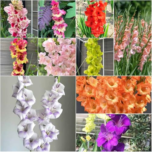 gladiolen blumenzwiebeln garten winterhart, kräutergarten gladiolen topfpflanzen draußen winterhart blumenzwiebel hochbeete für garten, balkon deko 15zwiebeln