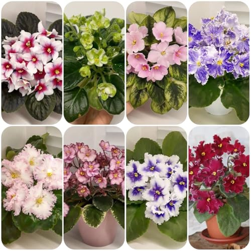 Semi di violetta africana, selvatici di violetta africana da giardino, appartamento rare, decorazione 30pcs