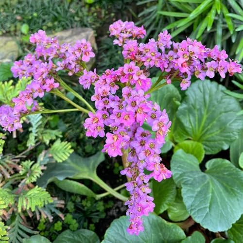 Semi di autunnali di Bergenia, copertura del terreno, perenne Bergenia cordifolia - giardino resistenti all'esterno 150pcs