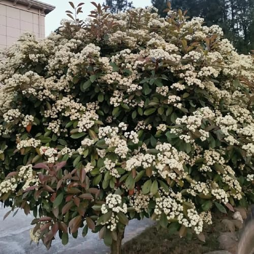 Semillas de Photinia de petirrojo rojo - para lugares soleados arbustos rápido crecimiento extraño exterior exótico cobertura del suelo resistentes para jardines rocas jardín 300pcs