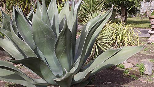 Portal Cool Agave Salmiana VAR. Ferox, Century Pianta Rustica Esotica Big Aloe Rare 15 Semi