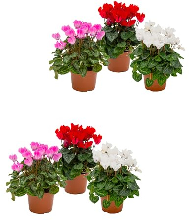 Ciclamen Kit de 6: Violetas de los Alpes Naturales Ideales para Embellecer tu Entorno