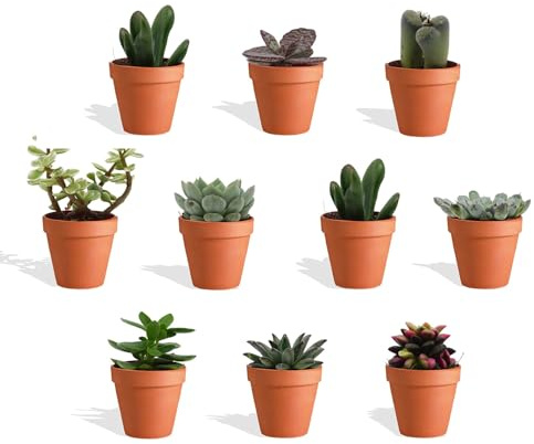 DutchLeafs Mélange de plantes succulentes dans un pot de fleurs en terre cuite - 10 pièces - Pot de 5,5 cm - Hauteur 8-15 cm - Mini plantes succulentes - Plantes d'intérieur