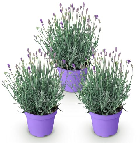 GreenboutiQ - Gartenpflanze - Lavandula angustifolia Munstead - Lavendel - Winterhart - Lila - 3 Pflanzen - Topf 12cm - Höhe 15-25cm