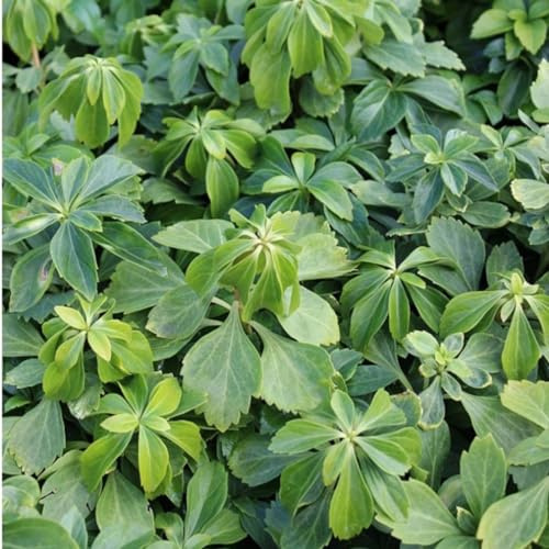 24 x Böschungsmyrte - Lonicera pileata Topf 9x9cm, für 3m² : Die immergrüne Böschungsmyrte mit zierlichen Blüten und violetten Beeren.