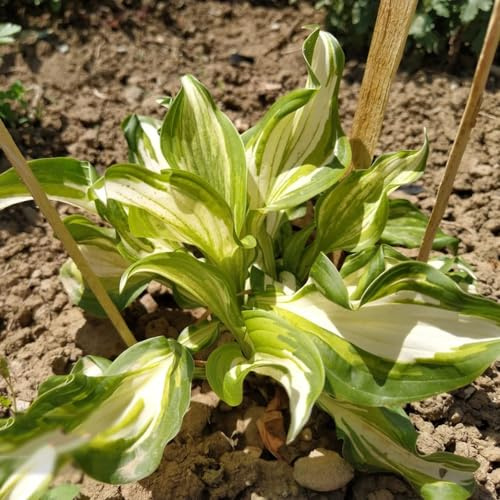 funkien sommerblumen hochbeet balkon deko mehrjährige blumensamen biosaatgut balkonpflanzen grüne deko gartenpflanzen indoor garten zimmerbonsai bonsai topfpflanzen draußen winterhart 250samen