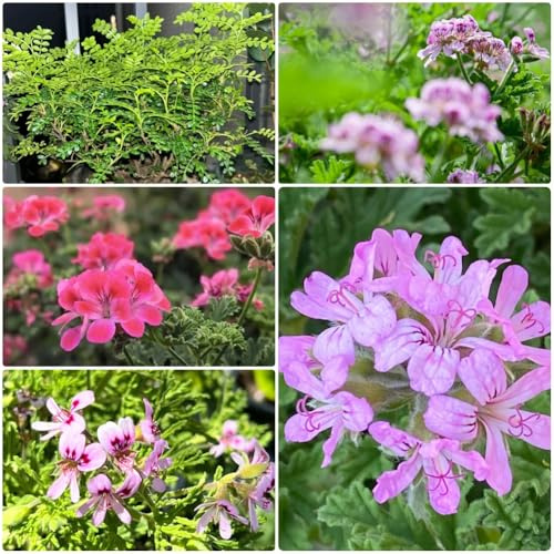 Semi di geranio limone, semi di geranio profumato, semi di selvatiche Pelargonium graveolens - aromatiche biologici resistenti per il giardino 300pcs