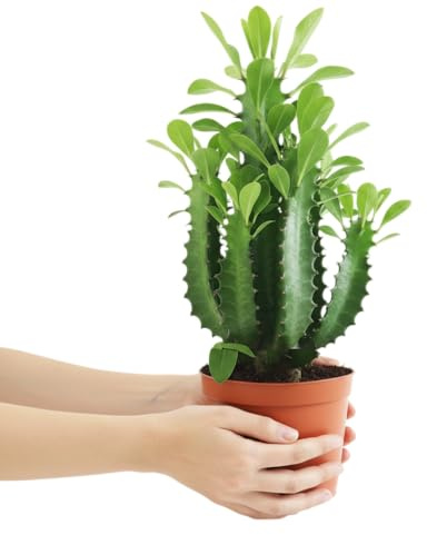 DECOALIVE Euphorbia Trigona Suculenta De Tallos Robustos y Crecimiento Elegante