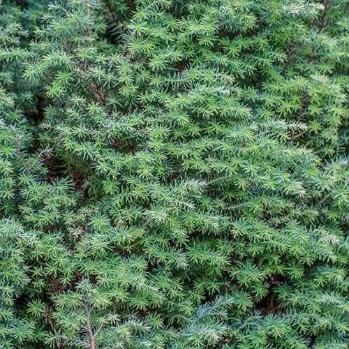 Genévrier commun Repanda Juniperus communis Repanda Livré en pot de 2,5 L hauteur 20/30 cm environ Conifère couvre-sol persistant Hauteur adulte