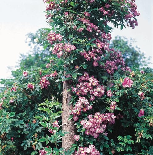 GARTEN SCHLÜTER® Ramblerrose 'Veilchenblau®'