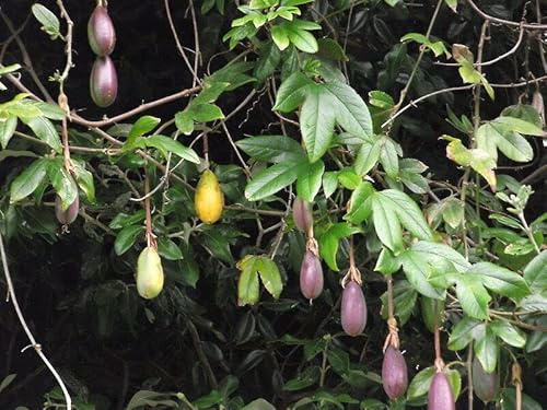 10 seeds Banana Passionfruit - PASSIFLORA MIXTA - Curuba - Taxo