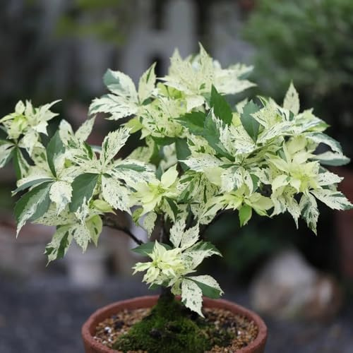 semi resistenti di vite selvatica - Parthenocissus quinquefolia - giardino balcone 550pcs